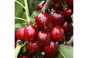 Kirschbaum Regina großfruchtige späte Süßkirsche Busch 110-140 cm im 10 Liter Topf Unterlage F12/I