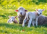 Image de Schafe 2019, Wandkalender im Querformat (45x33 cm) - Tierkalender mit Monatskalendarium