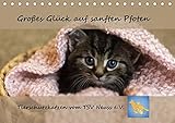 Tierschutzkatzen vom TSV-Neuss - Großes Glück auf sanften Pfoten (Tischkalender 2018 DIN A5 quer): Pflegekatzen und ehemalige Schützlinge vom ... ... Tiere) [Kalender] [Jun 16, 2017] B, Jane by 