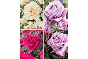 BAKKER Rose grandiflora in 3 var.-1 confezione da 3-Rose