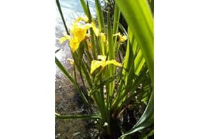 HAUS & GARTEN 4 hermosas plantas amarillas lirio espada de pantano lirio lirio iris lirio espada Sunpfiris planta de estanque resistente al invierno
