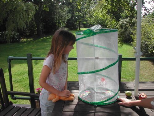 Preisvergleich Produktbild Butterfly Garden Kit Refill Voucher (prepaid) by Insect Lore