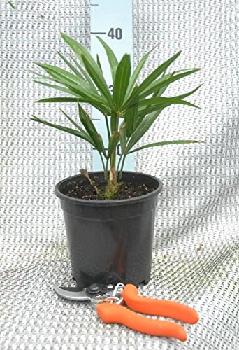 Trachycarpus fortunei, Palme, Hanfpalme Winterhart, Gesamthöhe: 50-60cm, Topf Ø 15cm - 1.5 Ltr