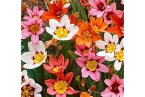 FLORIANA-BULBOSE Bulbos de Flores (15 X Sparaxis en mezcla)