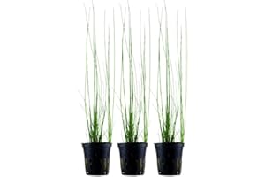 AQUAONE Planta de acuario Eleocharis montevidensis 132D, 3 unidades