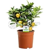 Citrus Calamondin - 1 Plant - House / Office Live Indoor Pot Plant Tree In 12cm Pot