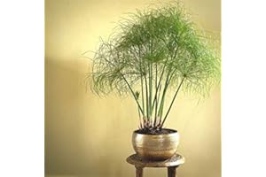 PERAGA GARDEN 1 PIANTA DI CYPERUS NOFRETETE PAPIRO IN VASO 19CM