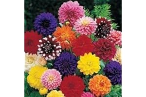 SVI 20+ Dinner Plate Dahlia Mix Flower Seeds/Early Blooming BI-Colors and Solids