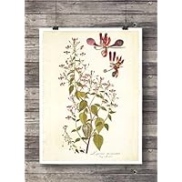 Print Wandbild Poster Bild Pflanze Nr.1 Blume antik Vintage OHNE RAHMEN Format A4