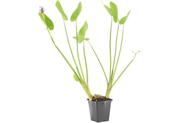 Bloomique - Pontédérie Cordata - Jacinthe d’eau - Pontédérie - Plantes de bassin - Plantes aquatiques - Rustique - Hauteur 10-20 cm - Pot 9 cm