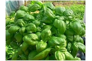 LEGUTKO Semillas de albahaca dulce - Ocimum basilicum