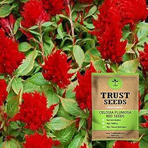 TrustBasket Celosia Plumosa Red Seeds (Op)