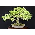 Creative Farmer Bonsai Suitable Seeds Rain Tree Imported Bonsai Suitable Seeds
