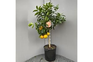 SAVINI VIVAI L'ARTE DI FARE NATURA SAVINI VIVAI Pianta di Pompelmo Albero di Agrumi Pompelmo Rosa in Vaso da 35 cm Altezza 150-180 cm 6-7 Anni di innesto Made Italy