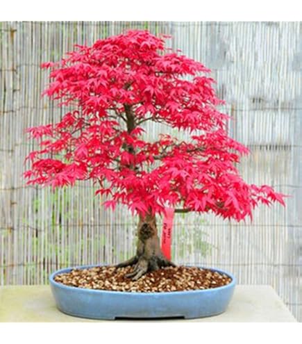 15 Samen Syringa vulgaris (Flieder Gemeinsame Lila Baum) Bonsai :  Amazon.de: Garten