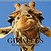 Produktbild Giraffes - Swinging Elegance (Wall Calendar 2018 300 × 300 mm Square): The world's tallest mammal from Africa (Monthly calendar, 14 pages ) (Calvendo ... [Kalender] [Apr 01, 2017] Stanzer, Elisabeth