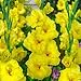 Produktbild Gladiolus rama 25 (e) by Farmerly