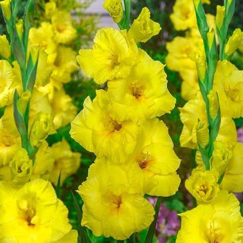 Preisvergleich Produktbild Gladiolus rama 25 (e) by Farmerly