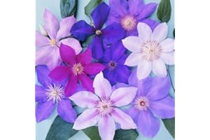 GARDENERSDREAM 3 X CLEMATIDI COLORI MISTI GRANDI E RESISTENTI PIANTE RAMPICANTI DA FIORE