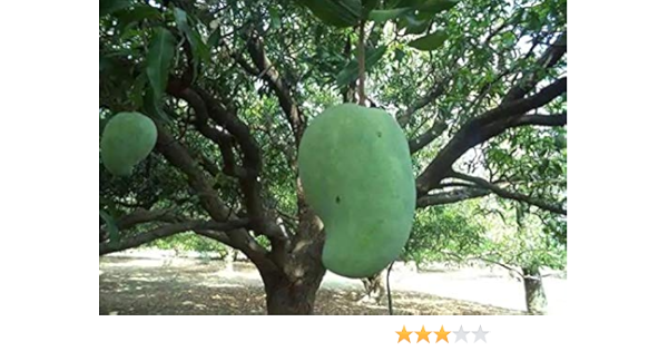 wallpapers Noorjahan Mango Plant maan organic farms exotic grafted live