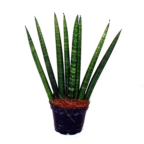 Sansevieria cylindrica – Pfiffiges 3er Set im 6,5cm Topf – Bogenhanf, Schwiegermutterzunge - 2