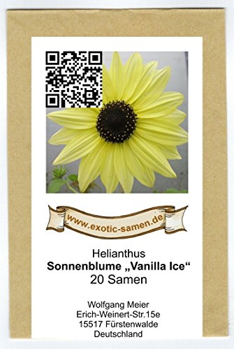 Sonnenblume – Vanilla Ice – 20 Samen - 2