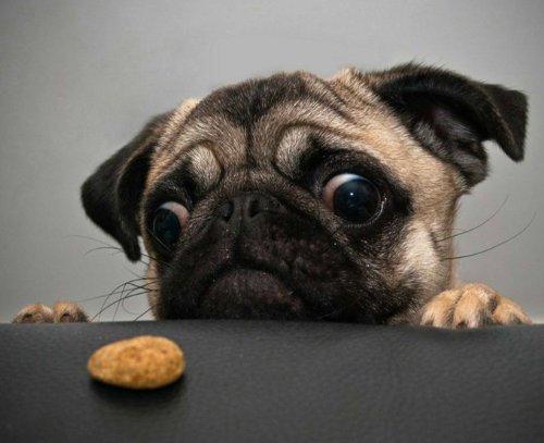 Hungry Pug - Alfombrilla para rat n 24 x 19 cm Hungry Pug - Alfombrilla para rat n 24 x 19 cm