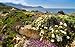 Produktbild Alu-Dibond-Bild 130 x 80 cm: "Flowers in the maquis at La Revellata in Corsica", Bild auf Alu-Dibond