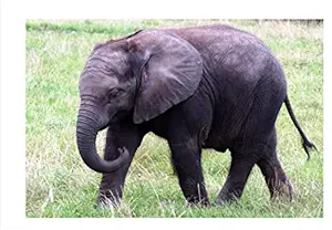 ARN D?cor Child Elephant Scenery Wall Sticker Wall Sticker for Bed Room Hall Office Kitchen for Home Decoration