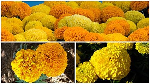 0.5g (Approx. 150) Giant ahito/Aztec Marigold Seeds Sunset Giants Double Valuable Ornamental and Medicinal Plant, Mosquito and Fly reppelling Plant