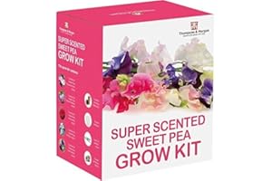 THOMPSON & MORGAN Scented Sweet Pea Seeds Growing Kit - Perfect Gardening Gift Grow Your Own Fragrant Sweetpea Plants Complete with Growing Equipment by Thompson and Morgan