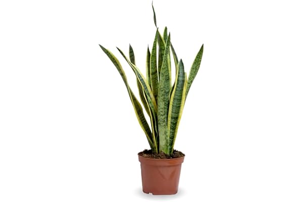 Verdecora Sanseviera | Lengua de suegra | Planta de Serpiente Sansevieria | Planta natural de interior en maceta de Ø17cm (altura total aproximada 50cm)