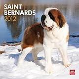 Saint Bernards 2012 by 