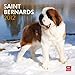 Saint Bernards 2012 by 