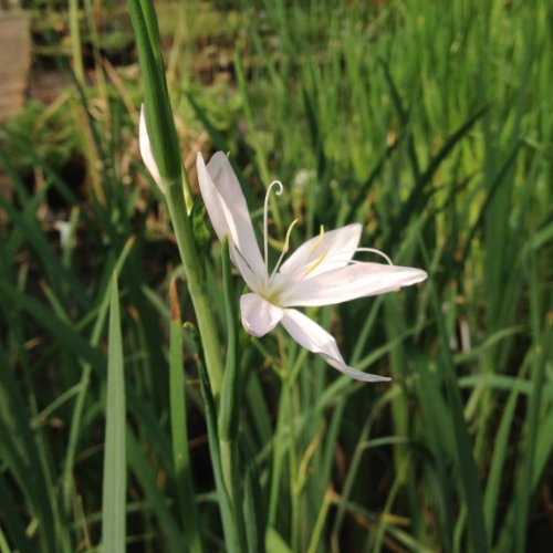 lichtnelke - Rosa Sumpfgladiole (Schizostylis coccinea ' Mrs. Hegarty ')