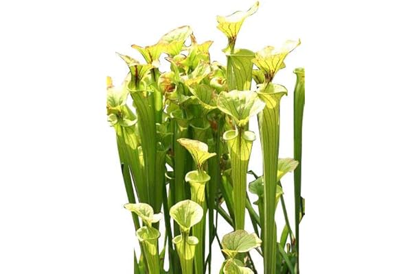Paquet 10 Graines Sarracenia Alata plante carnivore