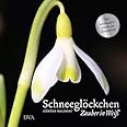 Schneeglöckchen: Zauber in Weiß. - Über dreihundert Sorten im Fotoporträt -