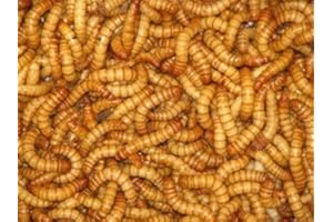 Essex Reptile Livefood - Live Standard Mealworms (20-30mm) - 50g Postage Tub - Feeder Insects for Reptiles and Birds - Letterboxable