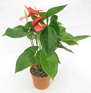 CAPPL Large Exotic Anthurium Red Plant in Plastic Pot and 5 Gram Fertilizer Free