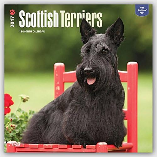 Scottish Terriers 2017 Square Wall Calendar
