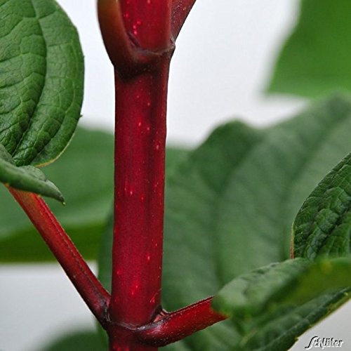 Rispenhortensie ‚Wim’s Red®‘ - 3