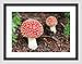 Produktbild Nature Mushroom Fungus Fly Agaric Magic RED White Framed Art Print B12X4084