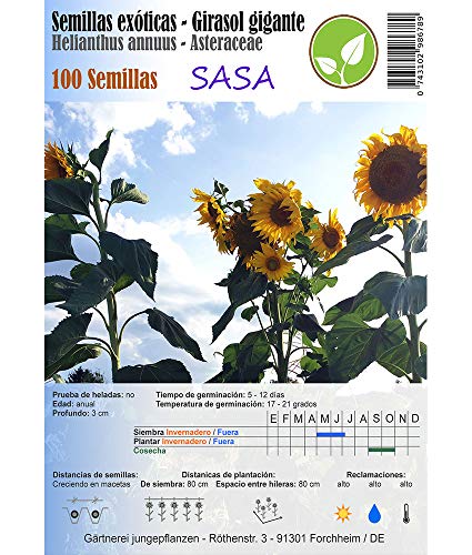 jungepflanzen Semillas exóticas - Girasol Gigante Sasa/Helianthus annuus - Asteraceae 100 Semillas