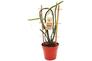 Exotenherz – Selenicereus grandiflorus – drottning på natten på 12 cm kruka