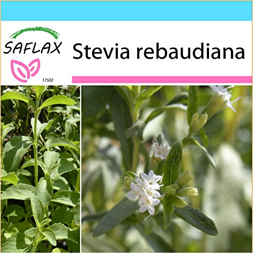 SAFLAXGift Set - Sweet Leaf of Paraguay - 100 Seeds - Stevia rebaudiana