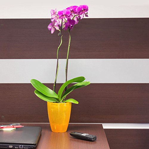 Blumentopf Übertopf Orchidee rosa transparent h-165 Orchideentopf Fensterbank D 13 cm - 4