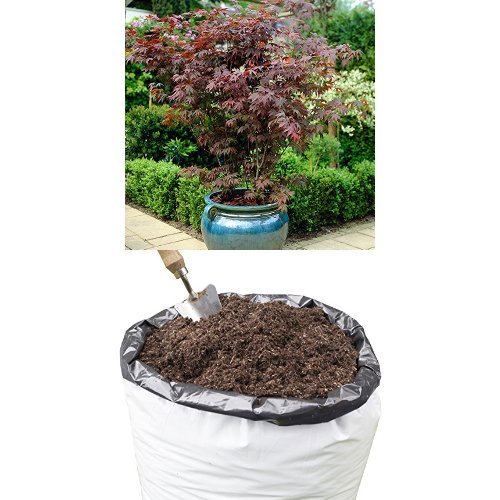 Buy Japanese le Shrub Collection (Acer palmatum) 3 Varieties in 10.5cm