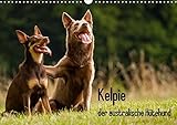 Kelpie - der australische Hütehund (Wandkalender 2018 DIN A3 quer): Der Kalender für Rasseliebhaber. (Monatskalender, 14 Seiten ) (CALVENDO Tiere) [Kalender] [Apr 16, 2017] Brickum, Cornelia by 