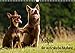 Produktbild Kelpie - der australische Hütehund (Wandkalender 2018 DIN A3 quer): Der Kalender für Rasseliebhaber. (Monatskalender, 14 Seiten ) (CALVENDO Tiere) [Kalender] [Apr 16, 2017] Brickum, Cornelia