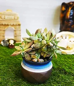 Exotic Green Ash Grey & Blue Color Classic Ceramic Handi Cum Planters for Home & Office D